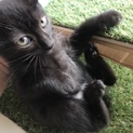 【動画あり！】白パンツ着用 黒猫2号