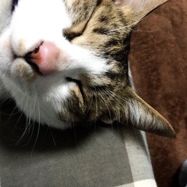 の写真