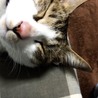 の写真