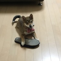 かりん
