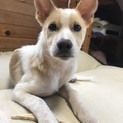 交渉中