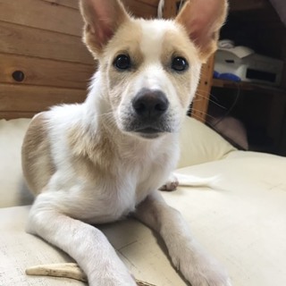 交渉中