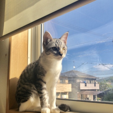 ネネの写真