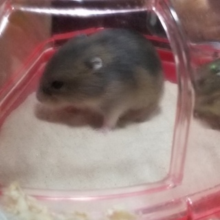 ジャンガリアンブルーサファイアの子 里親募集中