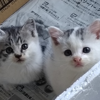 生後約4週 ②白ニャンコ♂