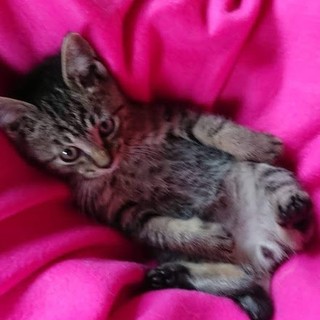 可愛いキジトラの捨て猫です。