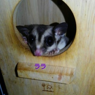 とても、元気なフクモモです。