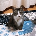 ぼく、くつ下にゃんこだよฅ^•ﻌ•^ฅ