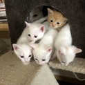 生後2ヶ月子猫里親探し中！4匹