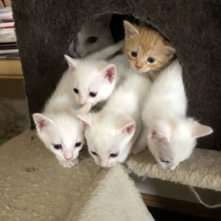 生後2ヶ月子猫里親探し中！4匹