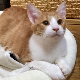 人も猫も大好きなチャシロ君