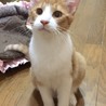 人も猫も大好きなチャシロ君 サムネイル2