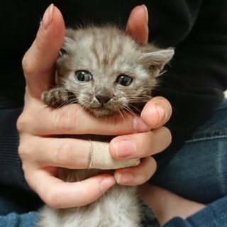 心優しい里親様募集！