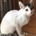 ヒゲ模様が可愛い3ヶ月のサバ白こねこ
