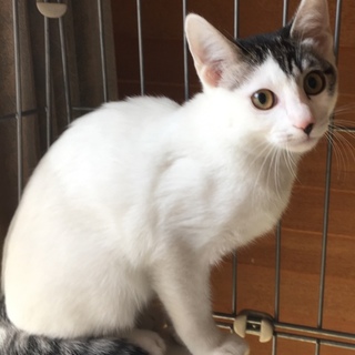 ヒゲ模様が可愛い3ヶ月のサバ白こねこ