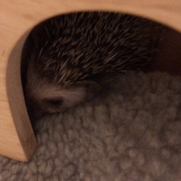 ゲージの端っこ、ハウスの端っこ、いろんな端っこがだいすきみたいです(^^)よく寝て食べてすくすく育ってます