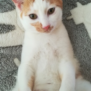 人懐こい猫ちゃん