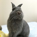 急募 ネザーランドドワーフ 去勢済み