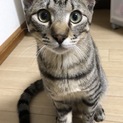 遊ぶの大好き元気いっぱいな男の子。寝る時は膝の上で