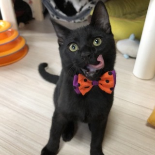 絶叫系まっくろ男子