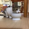 むぎ
