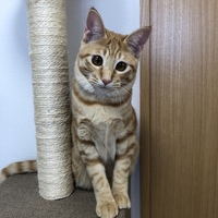 小太郎