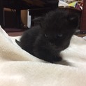 可愛い仔猫の里親になってください。