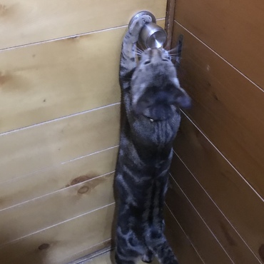 どうしても台所に入りたいレオ様…