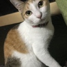 もも