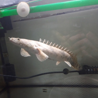 里親募集　ポリプ　エンドリケリー　フラワーホーン