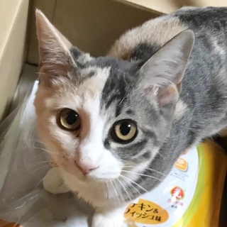 パステル三毛のなきりちゃん
