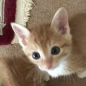 超悶絶級のかわいい甘えん坊茶白美猫兄弟ペアで