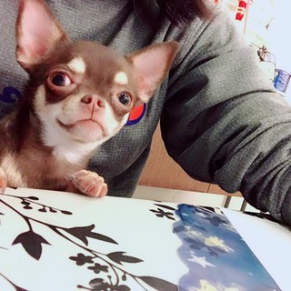 チワワ女の子