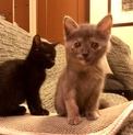 超ベタ慣れ！グレーサビと黒子猫の仲良し兄妹ペアで