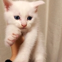 ブルーアイ白猫