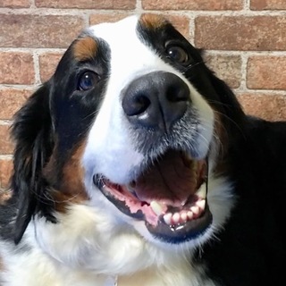 バーニーズ　不二子ちゃん