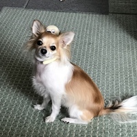 サキ