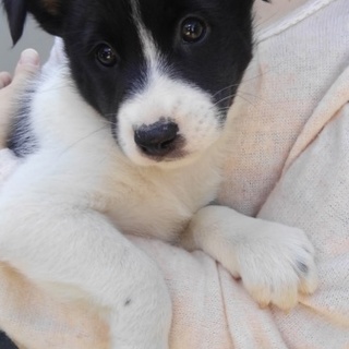 ２０１８年8月5日産まれ母親ボーダーコリー８頭