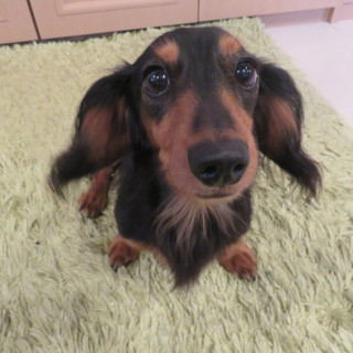 7才のダックス男の子・１才のミックス女の子