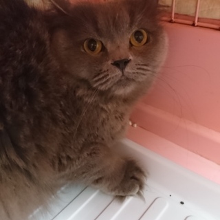 スコティッシュF☆そら☆女の子・立耳・３歳・中長毛