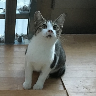 2度目の里親さんを探しています‼️