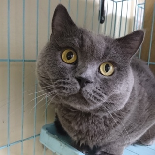 ブリティッシュS★小次郎君★男の子5歳