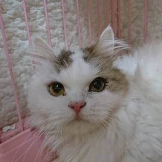 スコティッシュF☆はる☆女の子・立耳・7歳・長毛