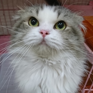 スコティッシュF★あきら★男の子・折耳・長毛・４歳