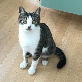 2度目の里親さんを探しています‼️