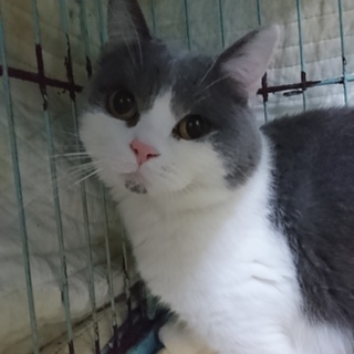 ブリティッシュS★一徹★男の子１歳