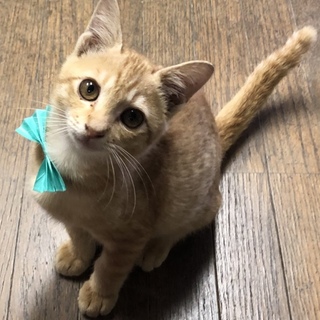 人懐っこく元気いっぱいな子猫