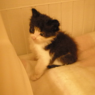 ☆里親を至急探しています！生後1ヶ月です。