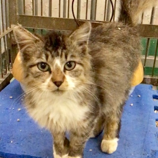 新動画あり☆人懐こいふわふわちゃん