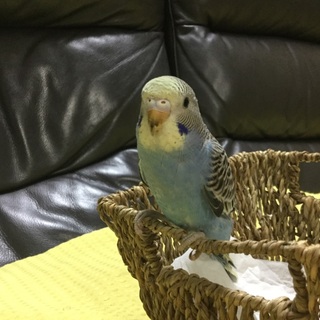 里親さんが決まりました！